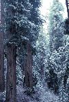 Coast Redwoods in Snow
