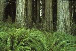 Trunks and Ferns