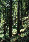 Hikers in the Redwoods