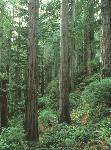 Coast Redwoods on Coastal Trail - Flint Ridge Section