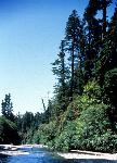 Hiker Crossing Redwood Creek