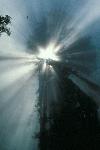 Redwood Rays