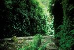Fern Canyon & Footbridge