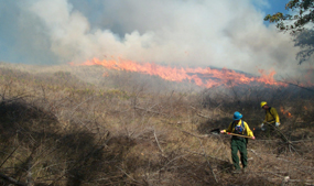 prescribed fire