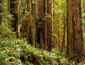 Coast Redwoods Along Prairie Creek