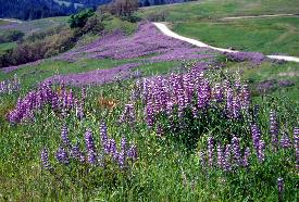 Lupine Along Bald Hills Road