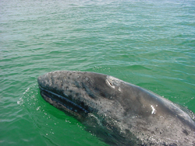 gray whale calf gray whale calf