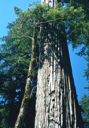 Stout Grove Stout Grove