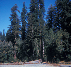 Tall Trees Grove