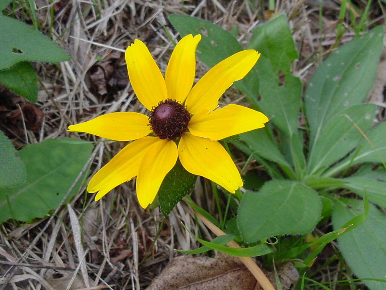 A yellow flower with 8 pedals and a brown middle