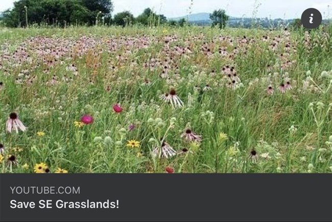 A thumbnail for the video "Save SE Grasslands" showing a field of wildflowers