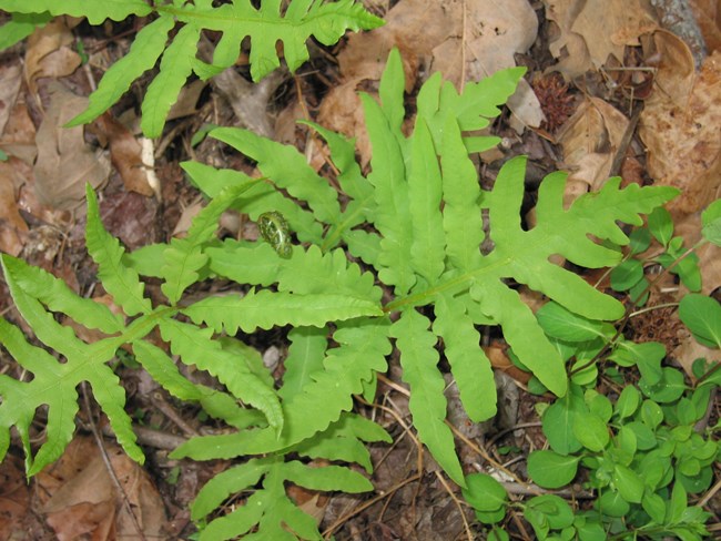 A grouping of green ferns surrounded by brown leaves.