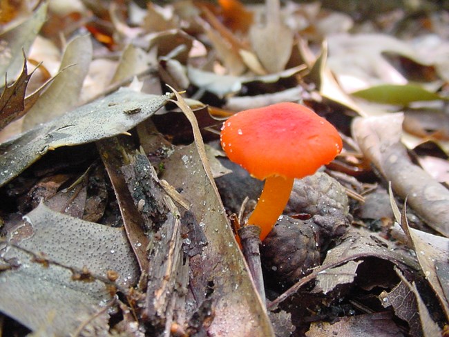 A Vermilion Waxcap mushroom poking out of a leaf covered forest floor.