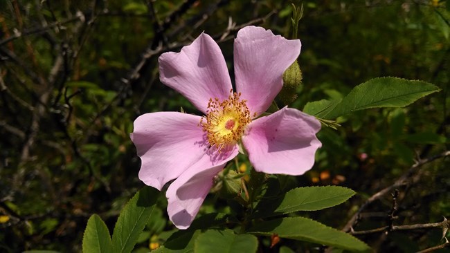 A pink flower with 5 pedals and a yellow middle surrounded by green leaves