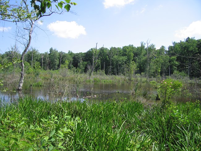 A wetland surrounded by green grasses.