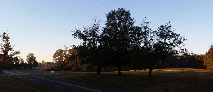 an open grassy landscape surrounded by trees in the early morning sunlight