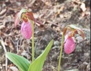 Pink Ladyslipper