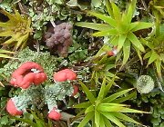Lichens and bryophytes
