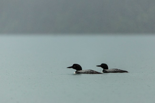 A pair of elegant black-and-white water birds float on a lake in the rain