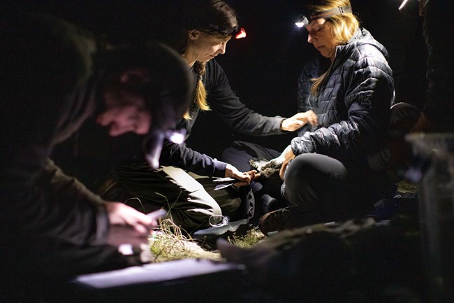 Three researchers work by headlamp to take measurements on a loon that they have captured at night.