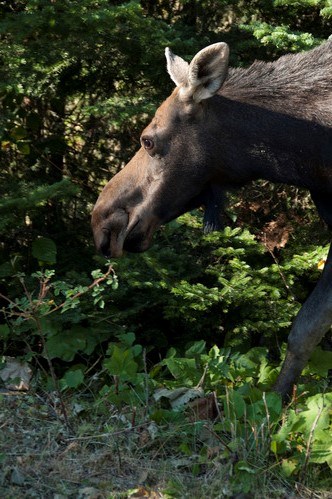 Close-up view of the head and front leg of a female moose as she walks through the vegetation