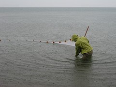 Researcher seining for fish in Lake Michigan