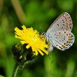Karner blue butterfly sips nectar from a yellow wildflower.