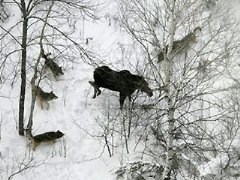 Areal view of wolves surrounding a moose
