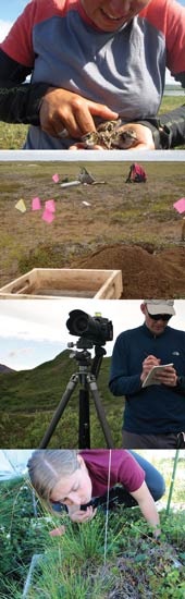 Composite image showing four research activities: female researcher holding shorebird chicks, scene showing flags marking archeological finds, male researcher near camera on tripod, female researcher examining tundra plants Composite image showing four research activities: female researcher holding shorebird chicks, scene showing flags marking archeological finds, male researcher near camera on tripod, female researcher examining tundra plants