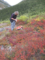 Female researcher working in tundra (red in fall) Female researcher working in tundra (red in fall)