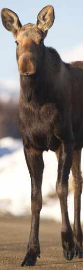 View of an alert moose cow with a fur coat in excellent shiny brown condition View of an alert moose cow with a fur coat in excellent shiny brown condition