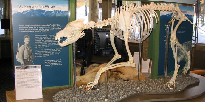 visitor center exhibit of a wolf skeleton visitor center exhibit of a wolf skeleton