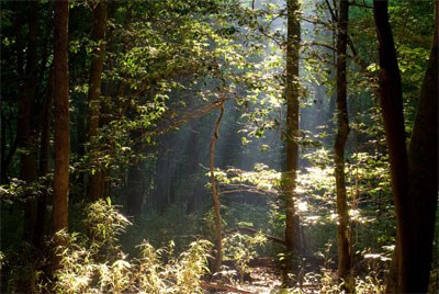 Thicketed forest canopy openings at Congaree National Park provide ideal Bachman's warbler habitat.