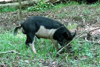 Feral hogs are an invasive species that
are negatively impacting the floodplain forest
ecosystem at Congaree National Park.