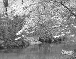 Dogwoods