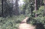 Dumbarton Oaks Trail