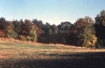 Meadow