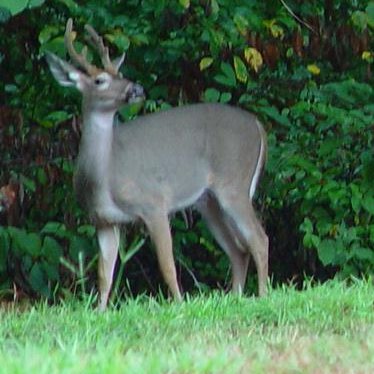White-tailed deer