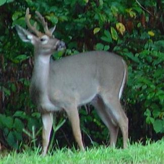 White-tailed deer