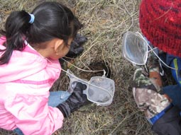 Students look at tracks in the field