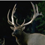 a photo of a bull elk