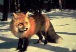 Red Fox