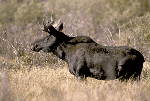 Moose