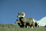 Bighorn Sheep