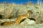 Long tailed weasel