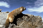 Marmot