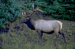 Bull Elk