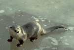 Otter