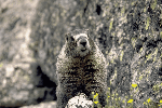 Marmot