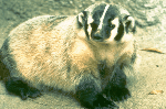 Badger